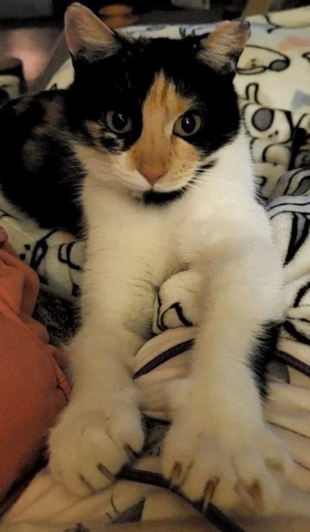 Punkin Pie thumbnail 4