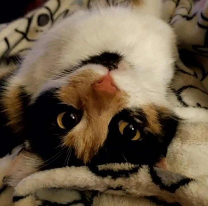 Punkin Pie thumbnail 5