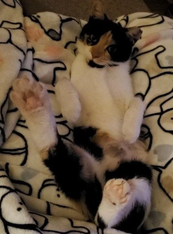 Punkin Pie thumbnail 6