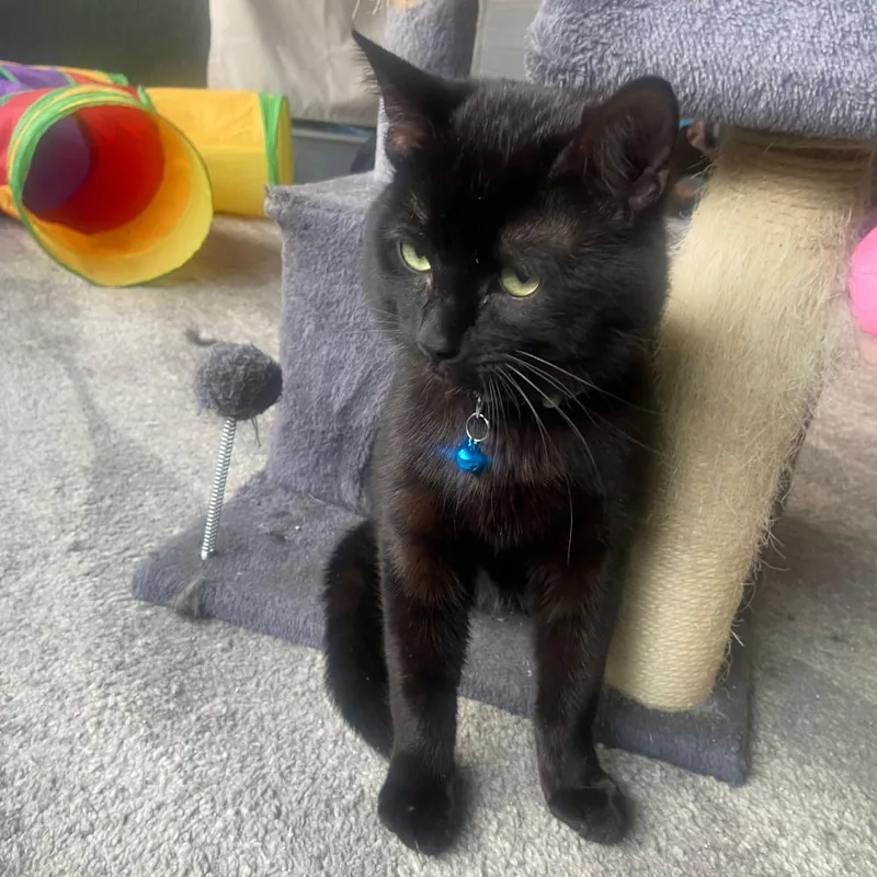 A young medium-sized male Black Domestic Short Hair cat named Js for adoption in Redlands, CA
