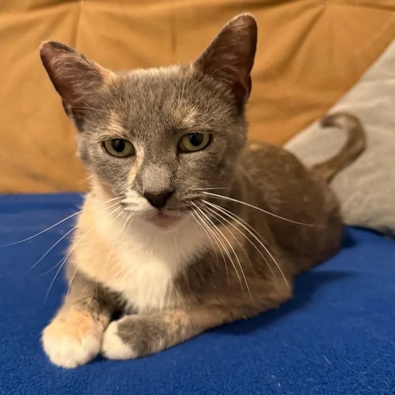 A baby medium-sized female Dilute Calico Domestic Short Hair cat named Macie for adoption in Johnson City, TN