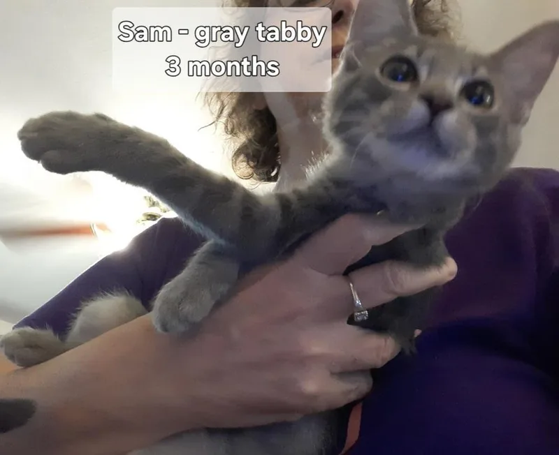 An adult small-sized male Gray & White Tabby cat named Sam for adoption in Orlando, FL