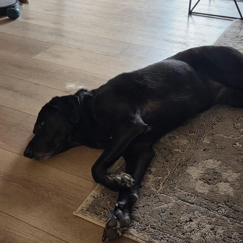 An adult large-sized female Black Labrador Retriever dog named Luna for adoption in Plummer, ID