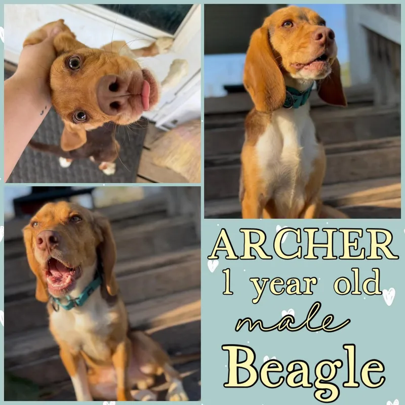 A young medium-sized male Beagle dog named Archer for adoption in Grantville, PA