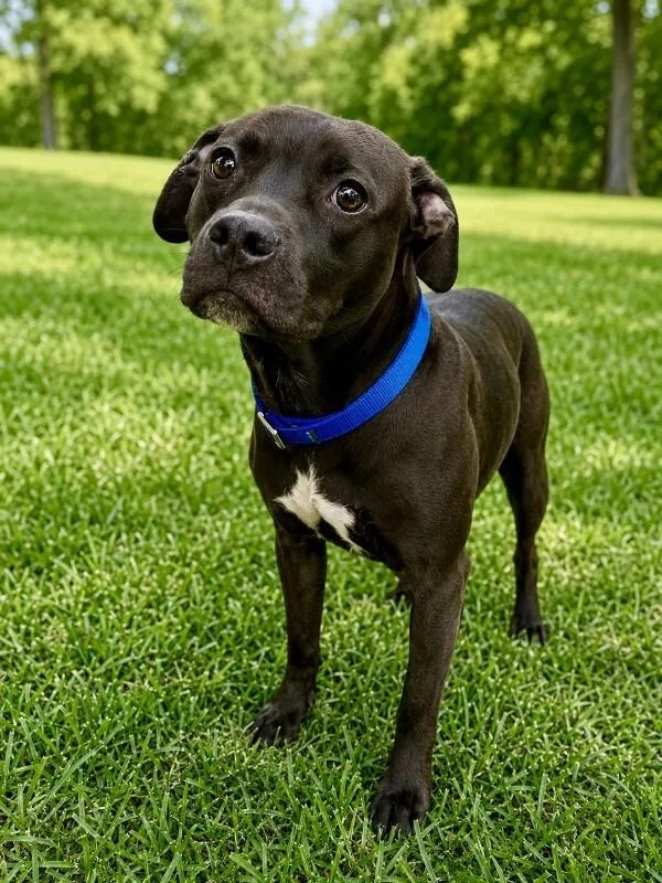 A baby medium-sized male Black Pit Bull Terrier dog named Choppo for adoption in Maryville, TN