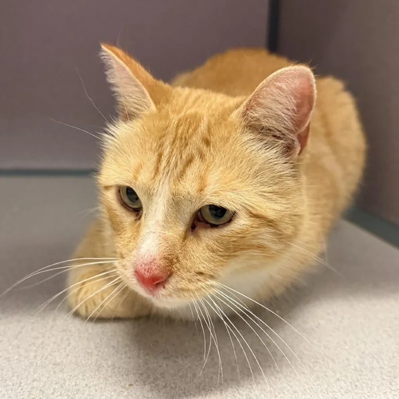 An adult medium-sized male Orange / Red Domestic Short Hair cat named Rikki for adoption in Cedar Rapids, IA