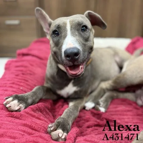 A young large-sized female Pit Bull Terrier dog named Alexa for adoption in Conroe, TX