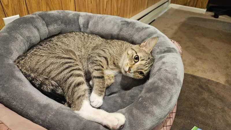 A baby medium-sized female Domestic Short Hair cat named Fifa for adoption in Milltown, NJ