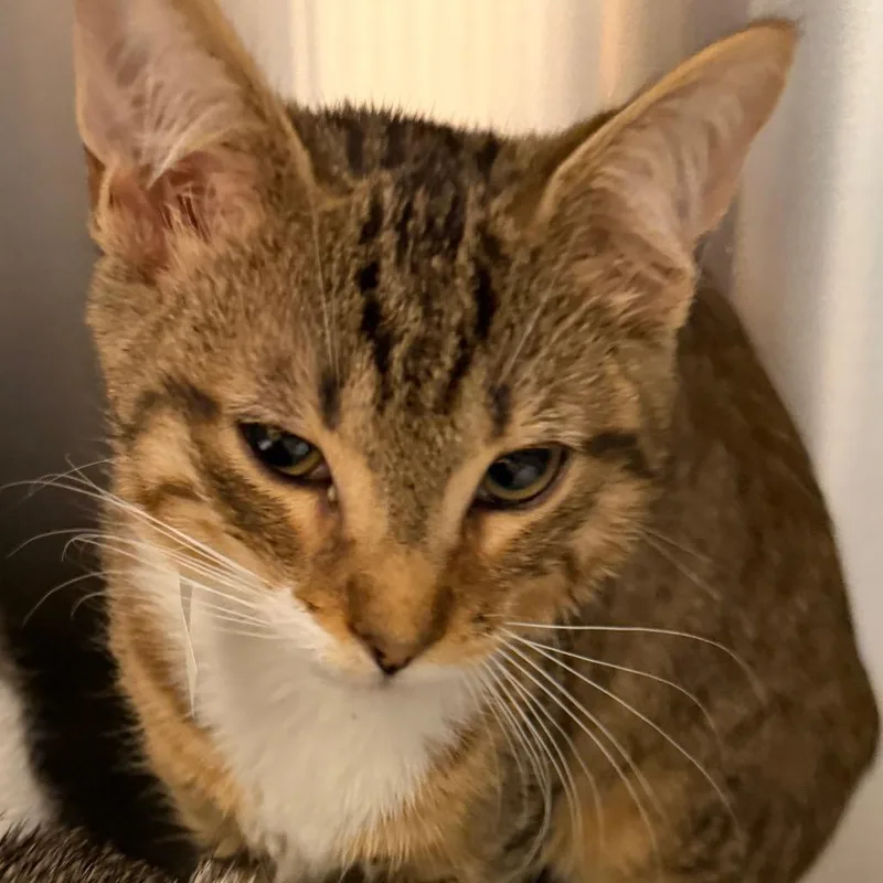 A baby small-sized male Brown / Chocolate Domestic Short Hair cat named Teo for adoption in Jacksonville, FL