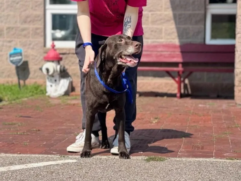 An adult medium-sized female Brown / Chocolate Chocolate Labrador Retriever dog named Moana for adoption in Wooster, OH