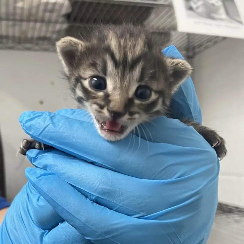 A baby small-sized female Domestic Short Hair cat named Orbit O for adoption in Edinburg, TX