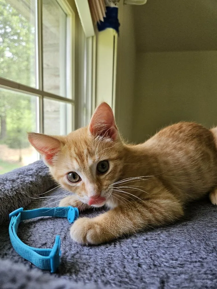 Finn