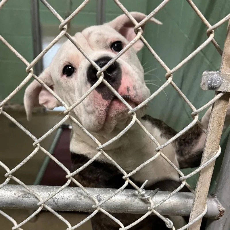 A young medium-sized male White / Cream American Bulldog dog named Goose for adoption in LaGrange, GA