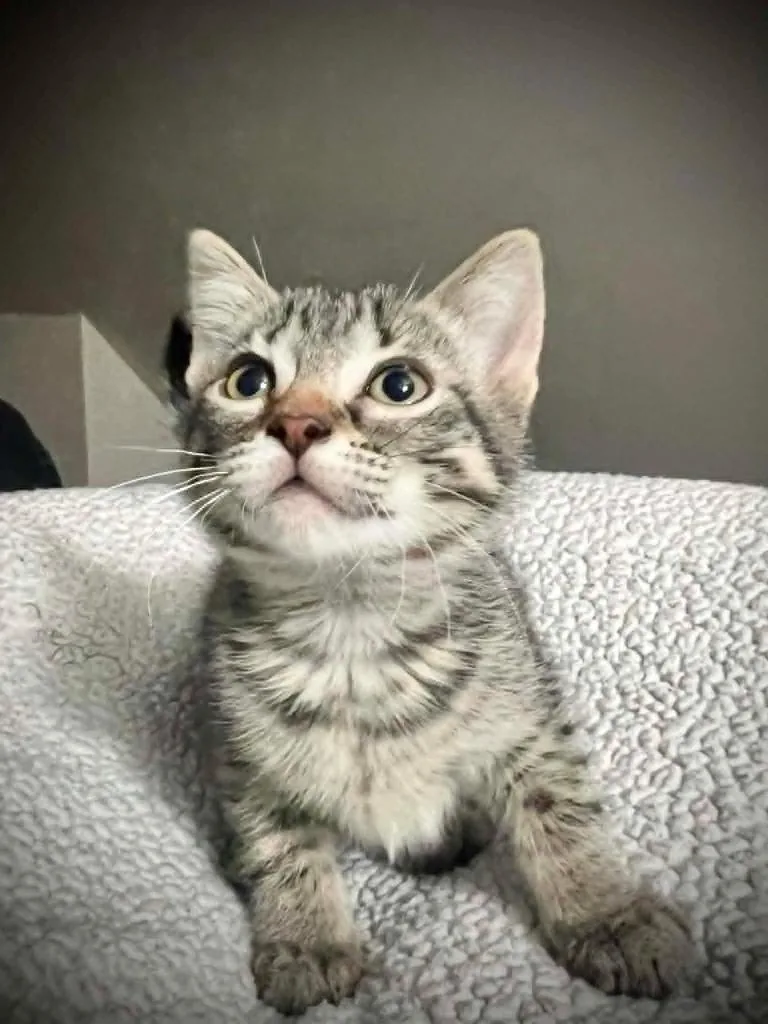 A baby small-sized female Domestic Short Hair cat named Luna Dovegood for adoption in Detroit, MI
