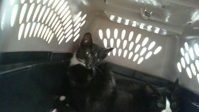 A baby small-sized female Domestic Short Hair cat named A for adoption in Charlotte, NC