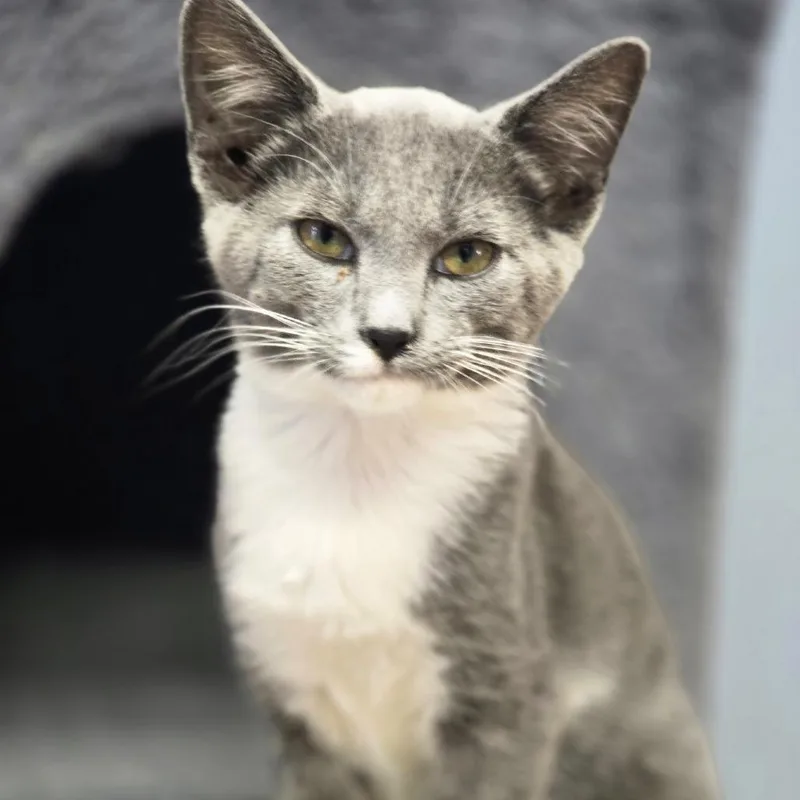 A baby small-sized female Gray / Blue / Silver Domestic Short Hair cat named Dolly for adoption in Huntsville, AL