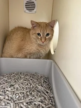 A senior large-sized male Domestic Short Hair cat named Peaches for adoption in Pequot Lakes, MN