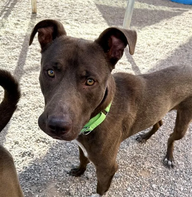 An adult large-sized male Pit Bull Terrier dog named Dune for adoption in Tucson, AZ