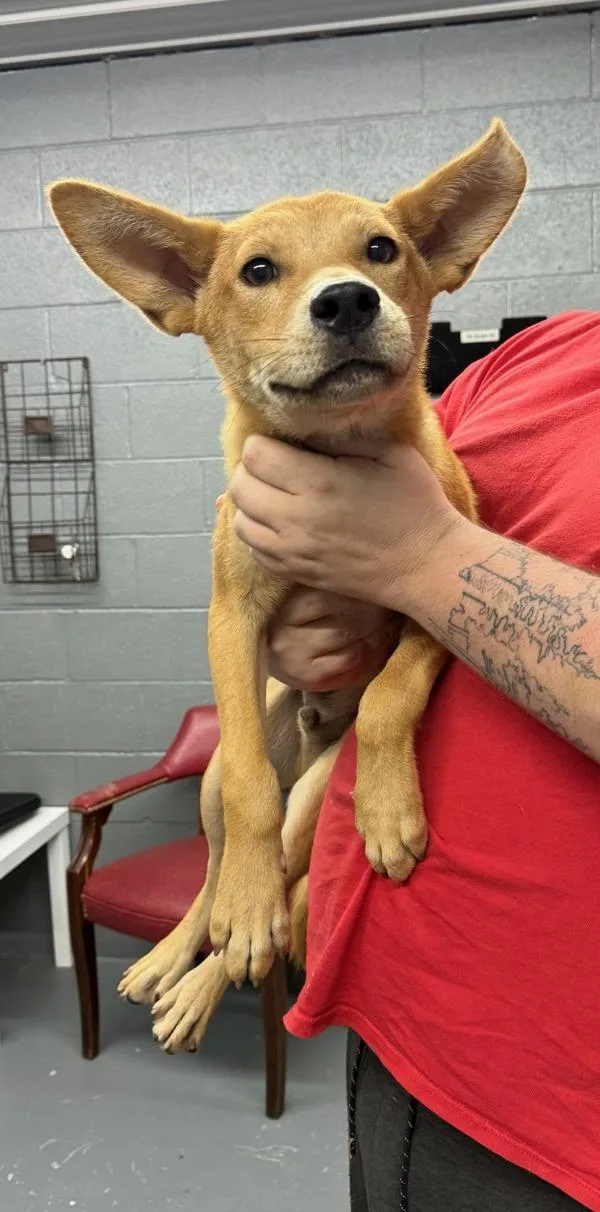 A young medium-sized male Terrier dog named Bully for adoption in Campbellsville, KY
