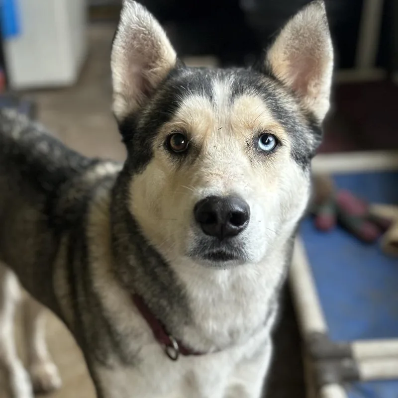 Voldemort Aka Smokey