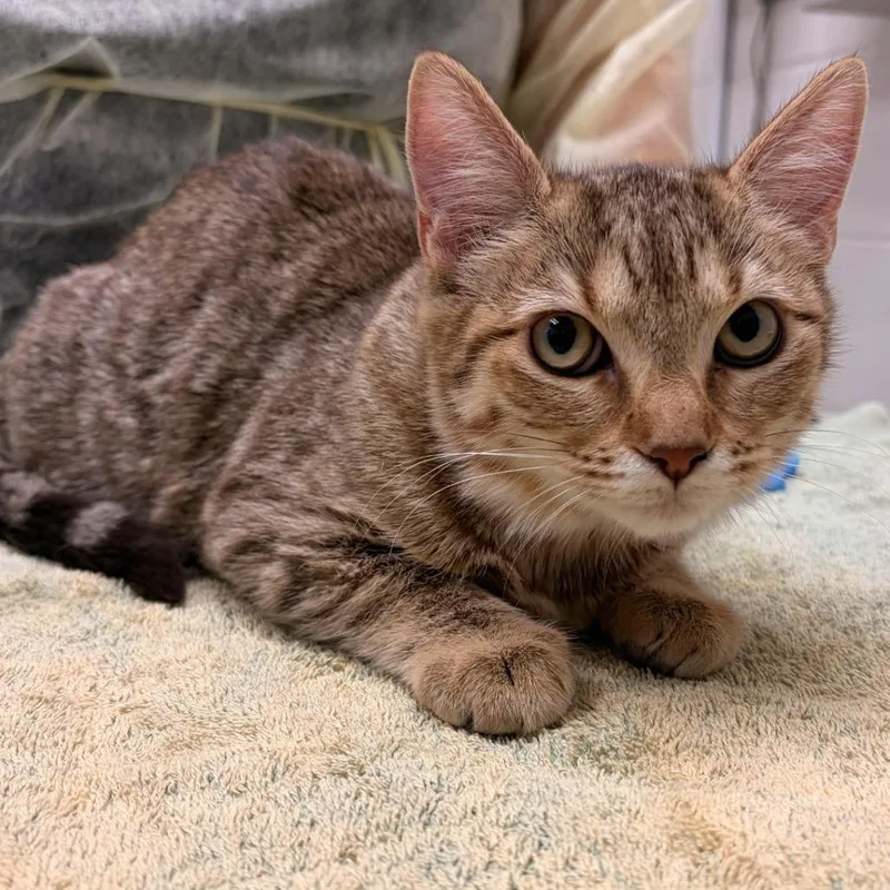 A baby medium-sized female Brown / Chocolate Domestic Short Hair cat named Spookzilla for adoption in Murray, UT