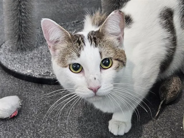 A young medium-sized male Domestic Short Hair cat named Korea for adoption in Albuquerque, NM