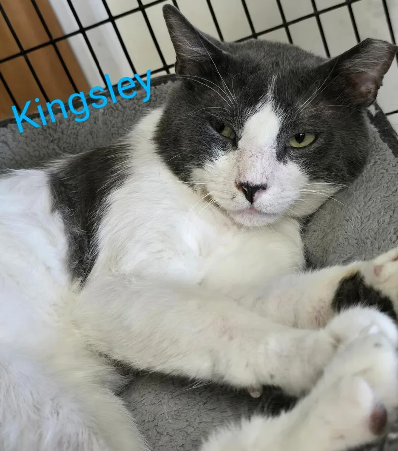 An adult large-sized male Black & White / Tuxedo Tuxedo cat named Kingsley for adoption in Las Cruces, NM