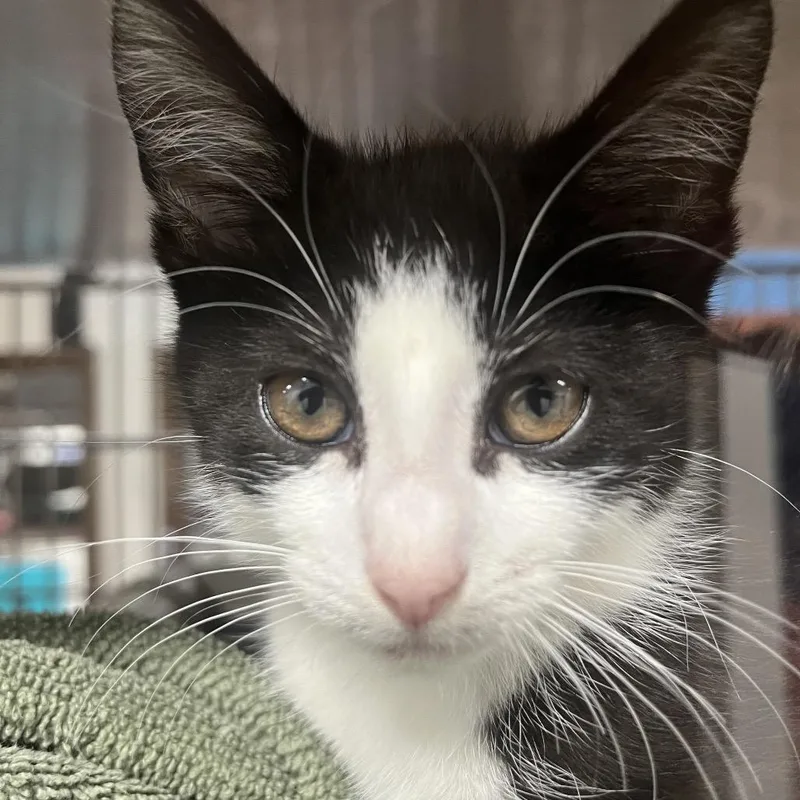 A baby small-sized female Domestic Short Hair cat named Pokey Polkadot for adoption in York, PA