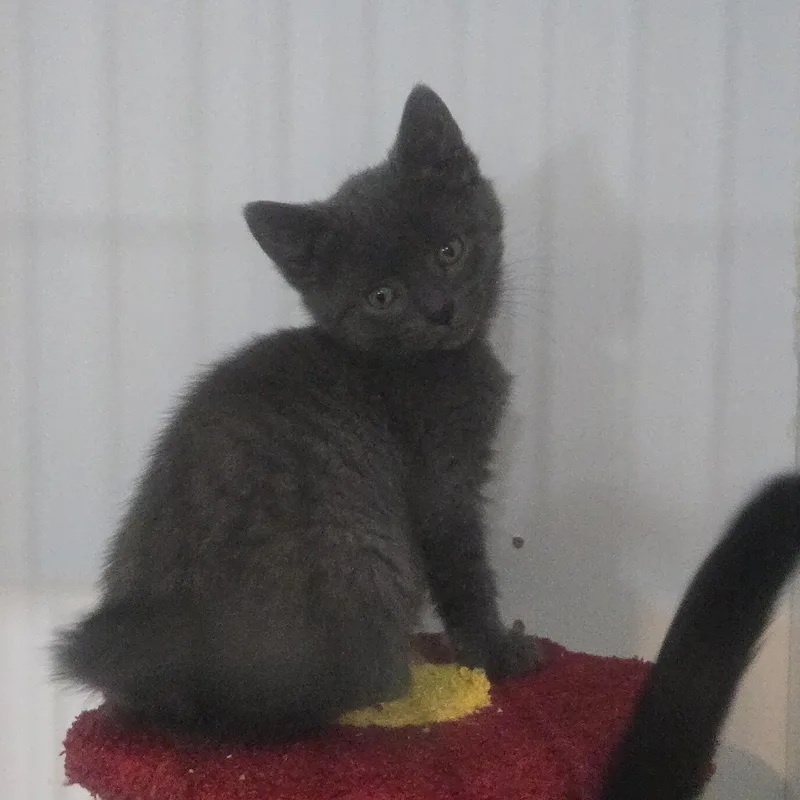 A baby medium-sized female Gray / Blue / Silver Russian Blue cat named Gwen for adoption in Reeseville, WI