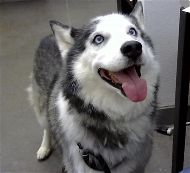 An adult large-sized female Siberian Husky dog named Skylar for adoption in Mesa, AZ