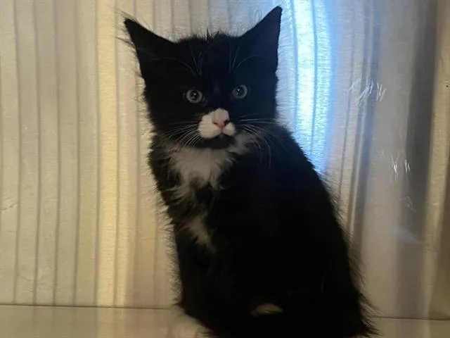 A baby small-sized male Domestic Short Hair cat named Rocket for adoption in Tustin, CA