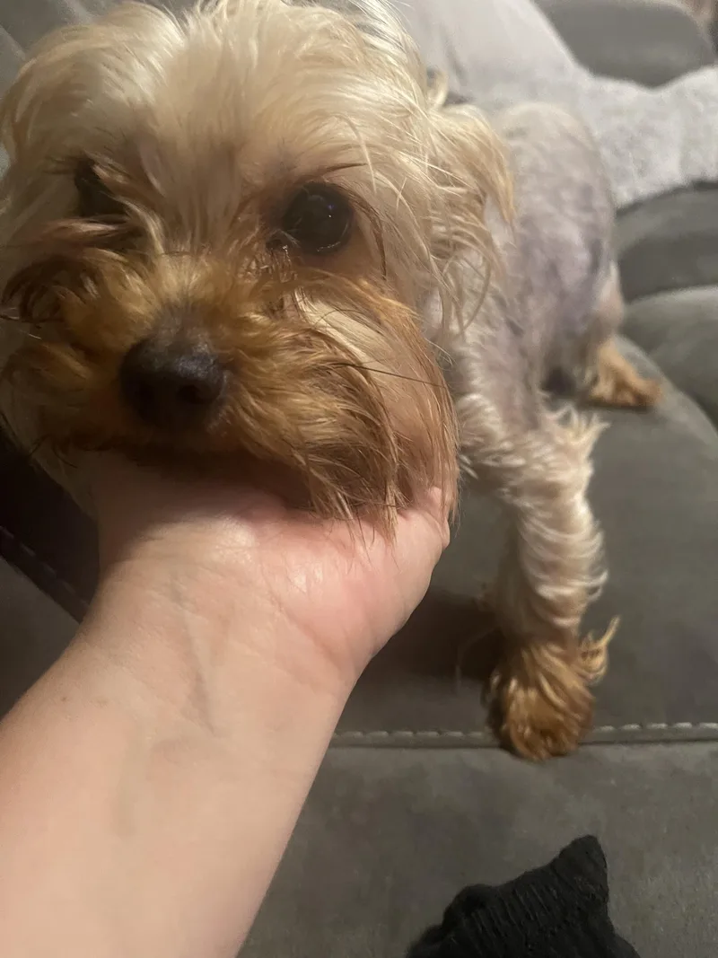 An adult small-sized male Yorkshire Terrier dog named Chewy for adoption in Newfoundland, NJ