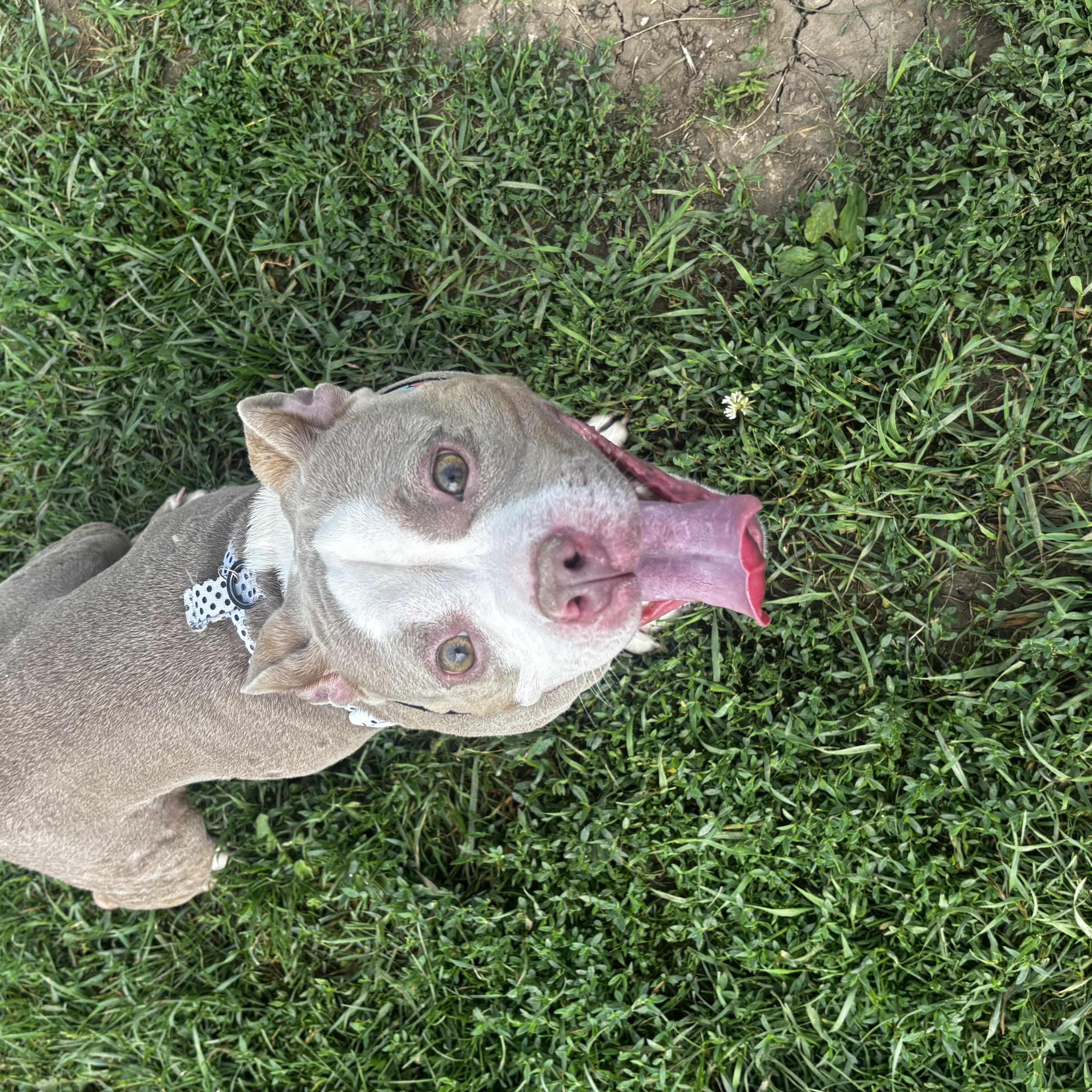 An adult medium-sized female White / Cream American Bully dog named Starfish for adoption in Dodgeville, WI