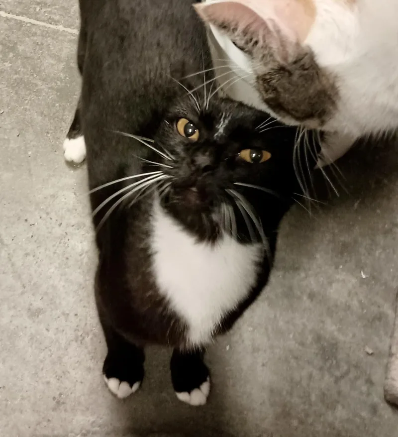 A young medium-sized female Black & White / Tuxedo Domestic Short Hair cat named Beatrice for adoption in San Juan Capistrano, CA