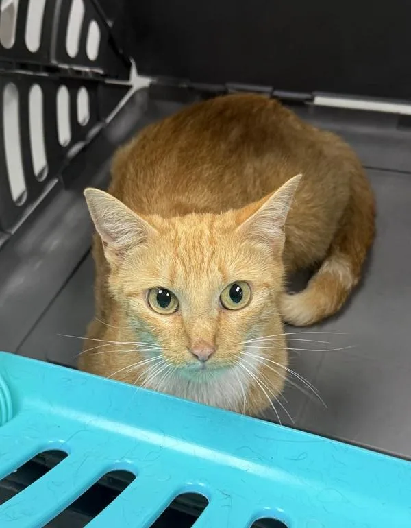 A young small-sized female Domestic Short Hair cat named Pen Bitsy for adoption in Lawrenceville, GA