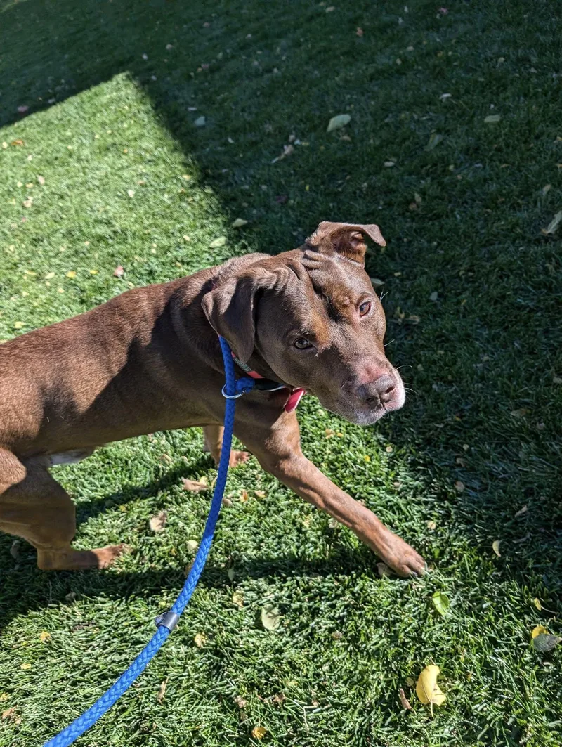 Hercules thumbnail 3