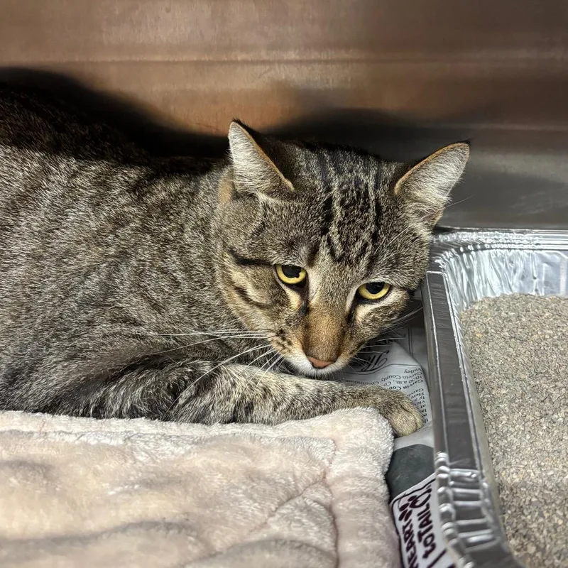 An adult large-sized male Black Domestic Short Hair cat named Beetle Juice for adoption in Pauls Valley, OK