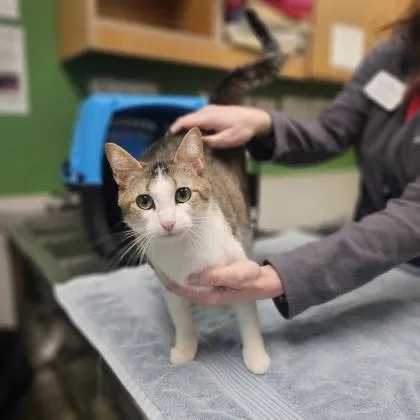 An adult small-sized female Domestic Short Hair cat named Smally for adoption in Kansas City, MO