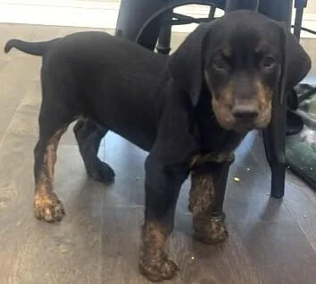 A baby small-sized male Brown / Chocolate Golden Retriever dog named Boston for adoption in Dallas, TX