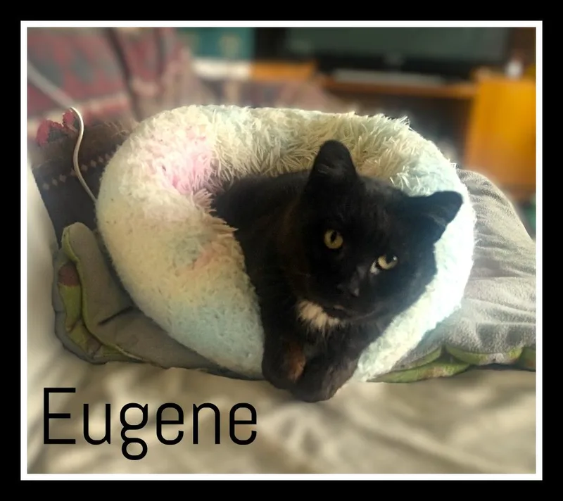 A senior medium-sized male Black Domestic Short Hair cat named Eugene  Fiv+ for adoption in Valley City, ND