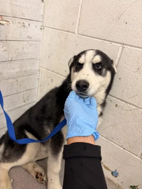 A young small-sized male Siberian Husky dog named Bruno for adoption in San Bernardino, CA
