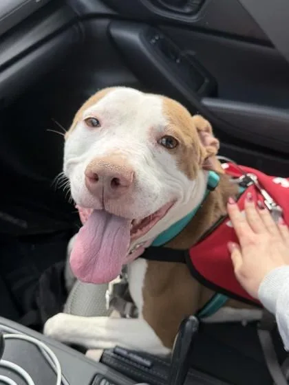 An adult large-sized female Mixed Breed dog named Mya for adoption in West Chester, PA