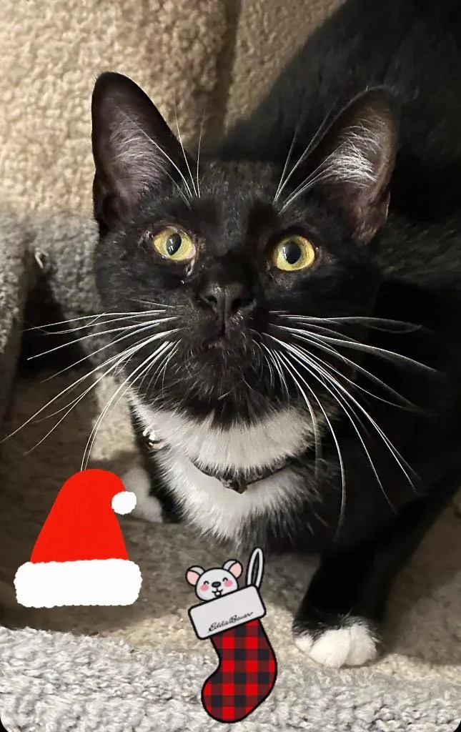 An adult small-sized female Domestic Short Hair cat named Henna for adoption in Dalton, GA