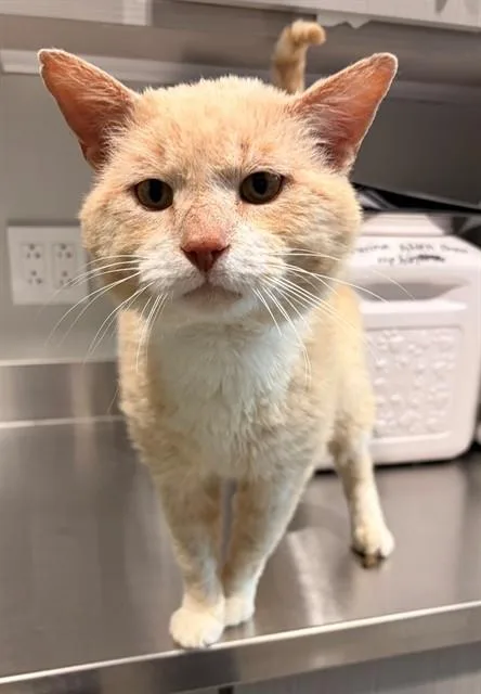An adult medium-sized male Domestic Short Hair cat named Leonard for adoption in Leesburg, VA
