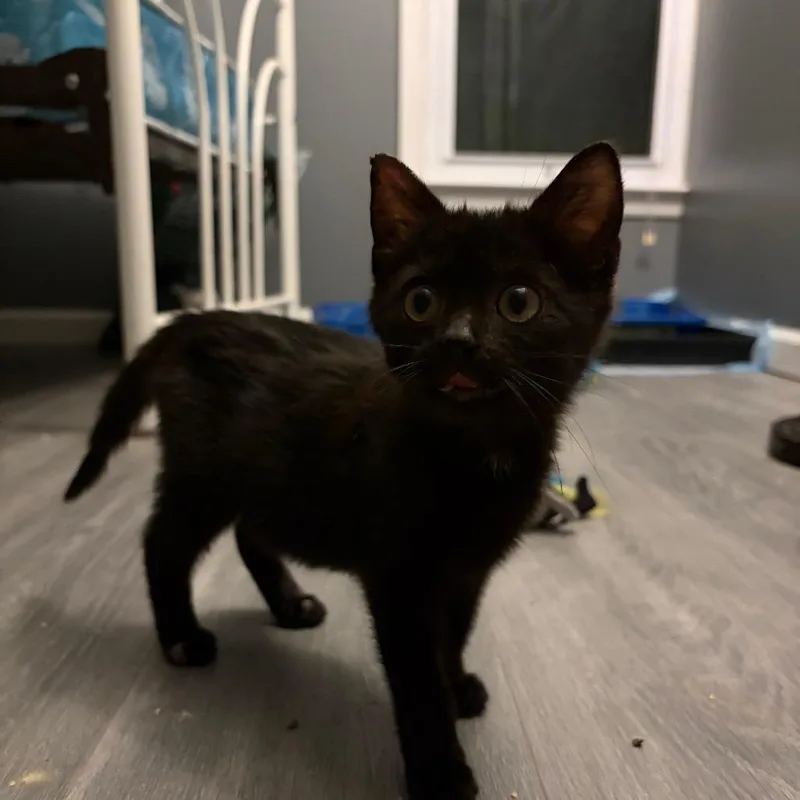 A baby small-sized female American Shorthair cat named Sprite for adoption in Marietta, GA