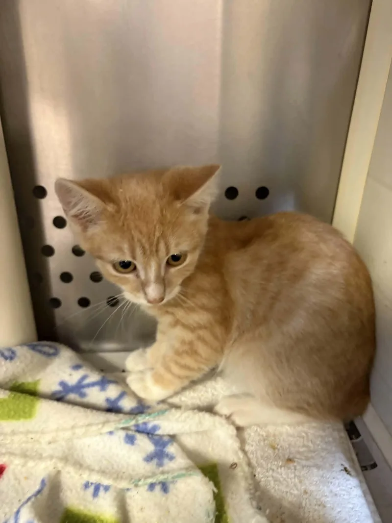 A baby medium-sized male Tabby (Orange / Red) Domestic Short Hair cat named Gaston for adoption in Orange, VA
