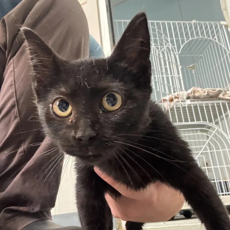 Caddis Fly thumbnail 2