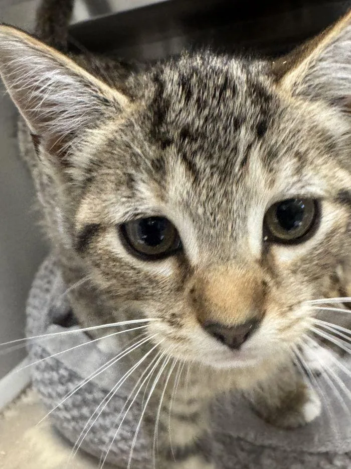 A young small-sized female Domestic Short Hair cat named Betsy for adoption in Hilton Head Island, SC