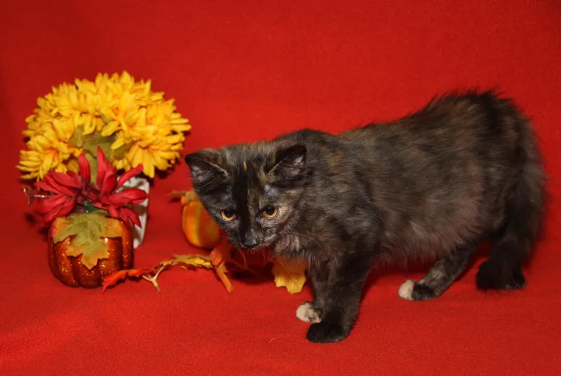 A baby medium-sized female Brown / Chocolate Tortoiseshell cat named Acura for adoption in Marietta, OH