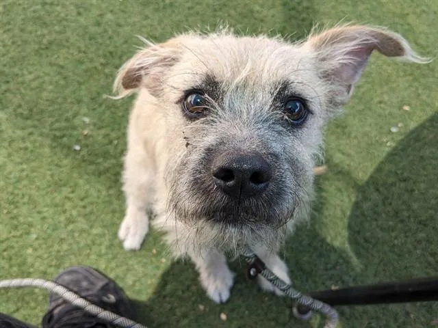 A young small-sized male Border Terrier dog named Russell for adoption in Phoenix, AZ